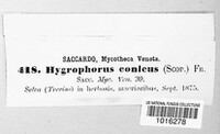 Hygrocybe conica image